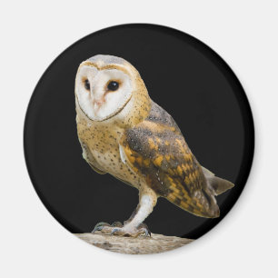Aimant Barn Owl
