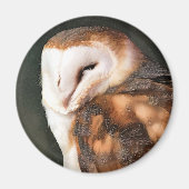 AIMANT BARN OWL (Devant)