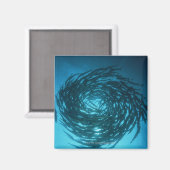 Aimant Barracuda nageant en cercles (Recto/Verso)