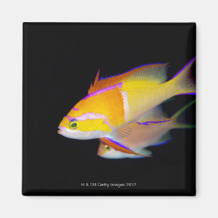 Aimant Barre blanche Anthias