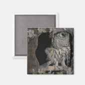 Aimant Barred Owl - Voici ce que vous regardez! (Recto/Verso)