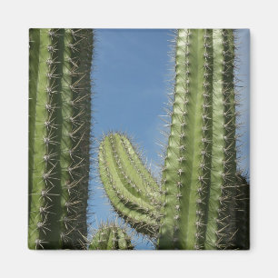 Aimant Barrel Cactus I Desert Photo