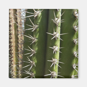 Aimant Barrel Cactus II Désert Nature Photo
