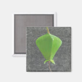 Aimant Barringtonia Acutangula (Recto/Verso)