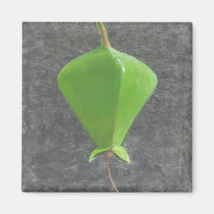 Aimant Barringtonia Acutangula