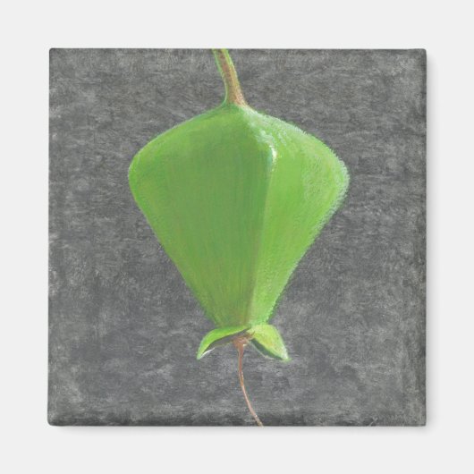 Aimant Barringtonia Acutangula (Devant)