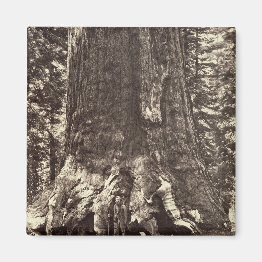Aimant Base du géant du Grizzly, du livre 'Le Yosemite (Devant)