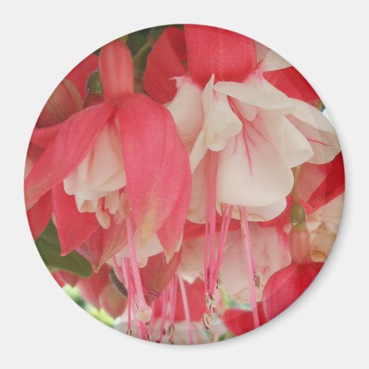 Aimant Bashkirtseff (Devant)