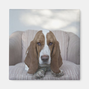 Aimant Basset Hound