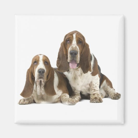 Aimant Basset Hound (Devant)