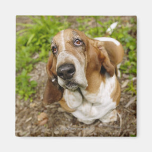 Aimant Basset Hound 2