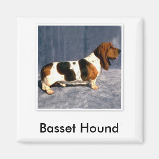 Aimant basset_hound 2, Basset Hound