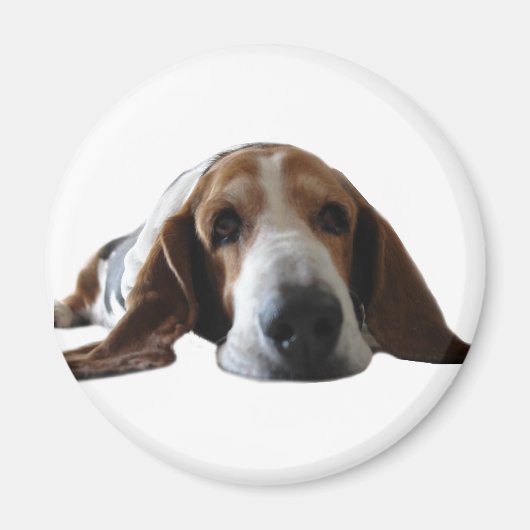 Aimant Basset Hound allongé (Devant)