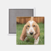 Aimant Basset Hound chiot marchant (Recto/Verso)