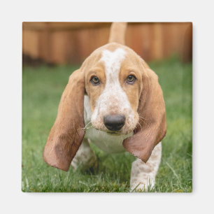 Aimant Basset Hound chiot marchant