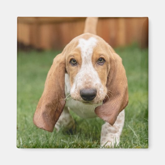 Aimant Basset Hound chiot marchant (Devant)