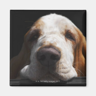 Aimant Basset Hound reposant sa tête