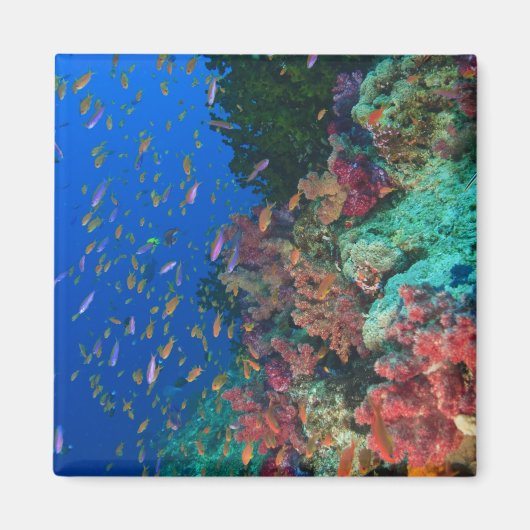 Aimant Bassettes de fées de l'école (Pseudanthias) (Devant)