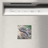 Aimant Bassin de serpent de Cottonmouth (In Situ (Lave-vaisselle))