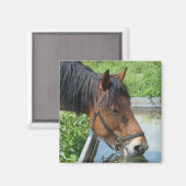 Aimant Bay Pony Boire à partir de l'eau Trough (Recto/Verso)