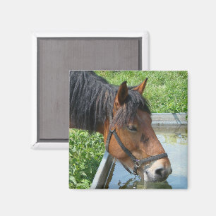 Aimant Bay Pony Boire à partir de l'eau Trough