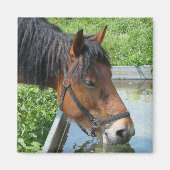 Aimant Bay Pony Boire à partir de l'eau Trough (Devant)