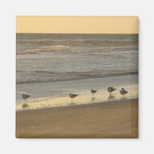 Aimant Beach Terns Birds Sunrise Ocean Photographie (Devant)