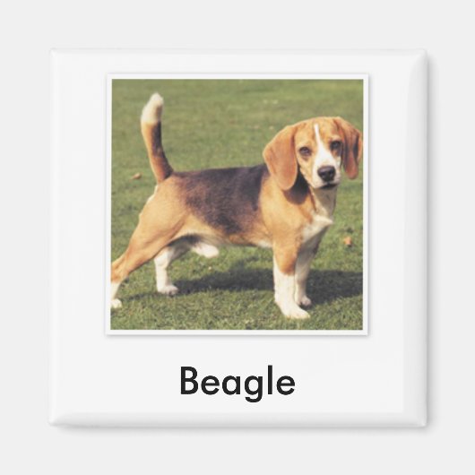 Aimant Beagle (Devant)