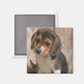 Aimant Beagle (Recto/Verso)
