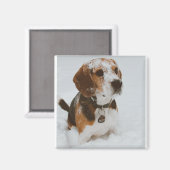 Aimant beagle (Recto/Verso)