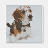 Aimant beagle (Devant)
