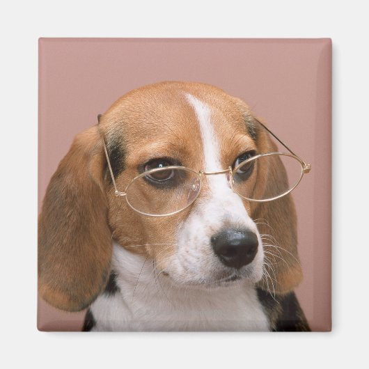 Aimant Beagle (Devant)
