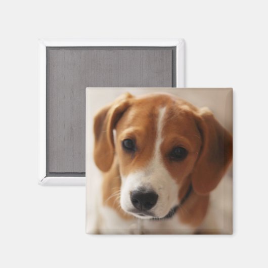 Aimant Beagle (Recto/Verso)
