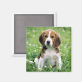 Aimant Beagle Puppy (Recto/Verso)