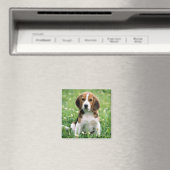 Aimant Beagle Puppy (In Situ (Lave-vaisselle))