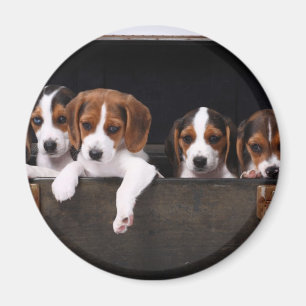 Aimant Beagles