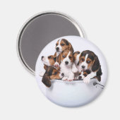 Aimant Beagles dans Bucket (Recto/Verso)