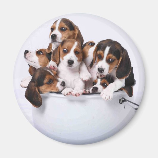 Aimant Beagles dans Bucket (Devant)