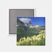 Aimant Beargrass au col Logan dans le parc national Glaci (Recto/Verso)