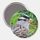 Aimant Beau Bruant à couronnes blanches dans l'herbe (Recto/Verso)