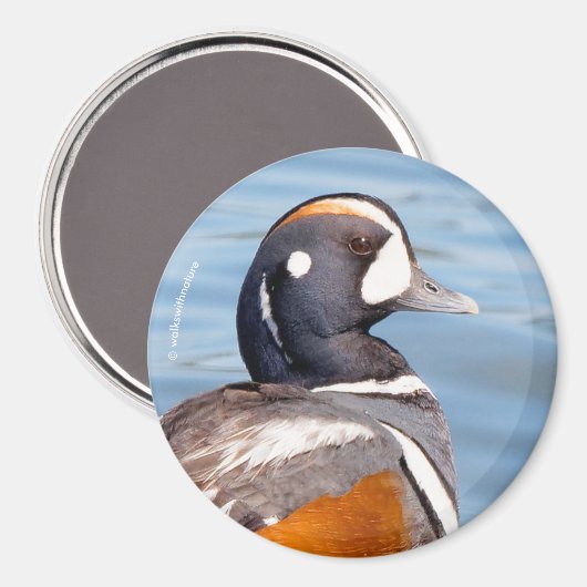 Aimant Beau canard arlequin sur le rocher (Recto/Verso)