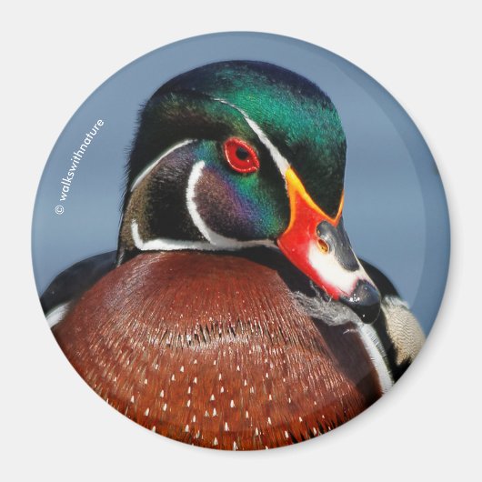 Aimant Beau canard en bois pensif dans le marais (Devant)