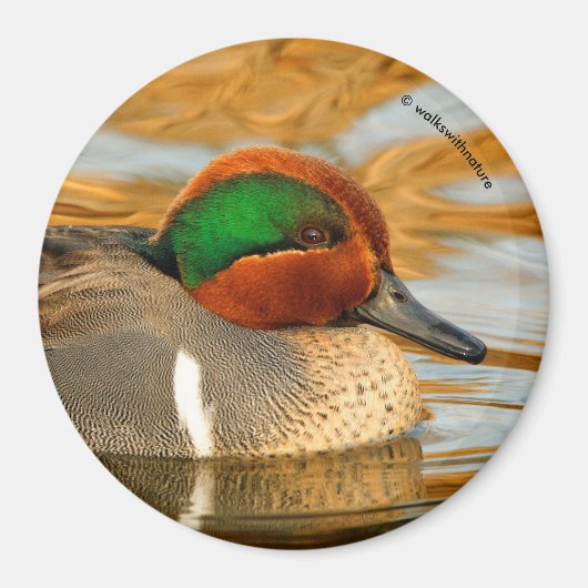 Aimant Beau canard Turquoise à ailes vertes sur l'étang d (Devant)