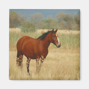 Aimant Beau Cheval