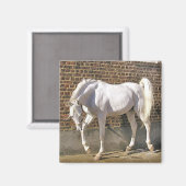 Aimant Beau cheval blanc d'Arabie (Recto/Verso)