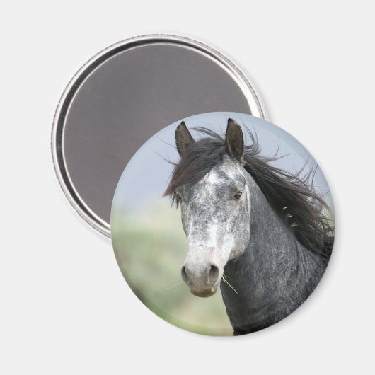 Aimant Beau cheval gris (Recto/Verso)