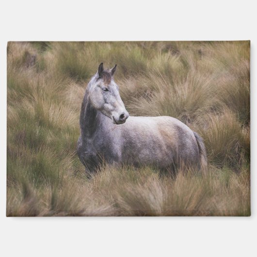 Aimant Beau cheval gris couleur (Recto)