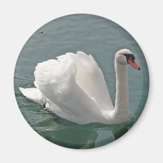 Aimant Beau cygne blanc (Devant)