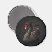 Aimant Beau cygne noir avec un bec rouge vif (Recto/Verso)