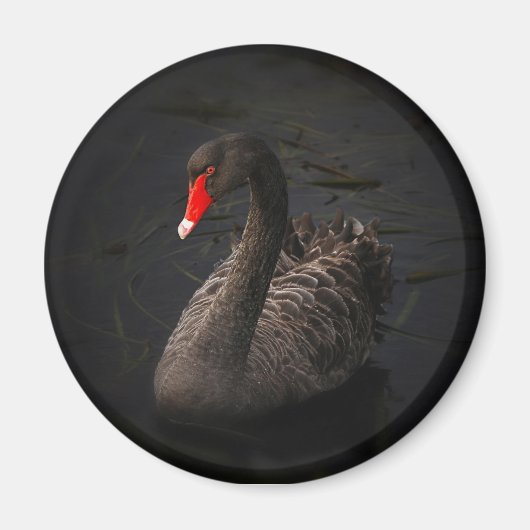 Aimant Beau cygne noir avec un bec rouge vif (Devant)